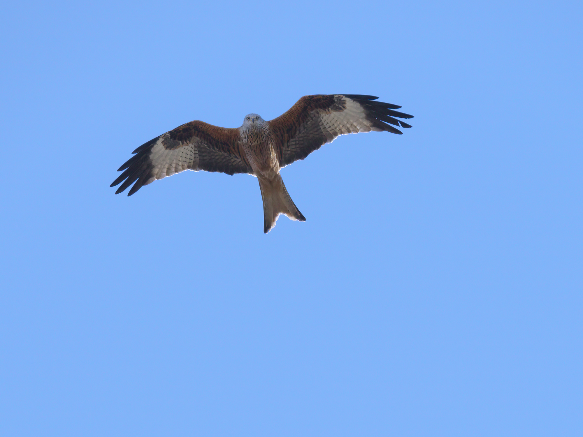 Der Rotmilan kreiste ...